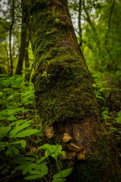 Árvore Floresta Coberta Com Musgo Verde — Fotografia de Stock