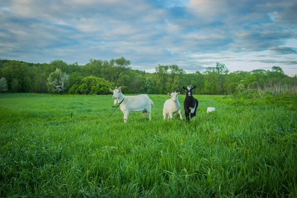 Eine Ziege Mit Jungen Ziegen Weidet Auf Einer Grünen Wiese — Stockfoto