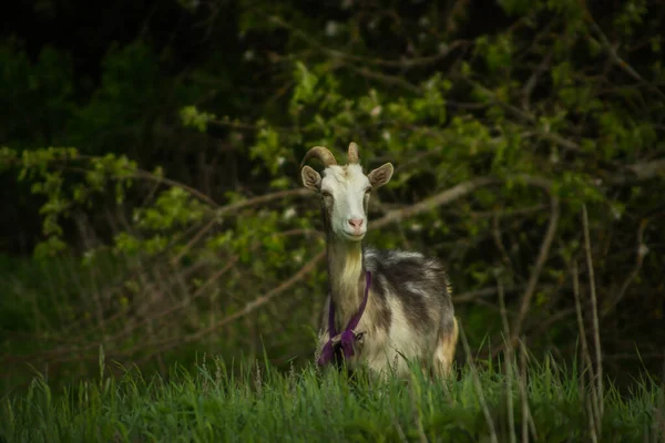 Eine Ziege Weidet Sommer Auf Einer Grünen Wiese — Stockfoto