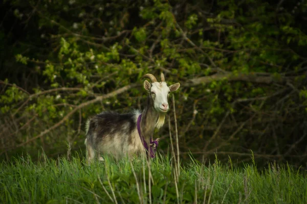 Koza Wypasa Się Zielonej Łące Latem — Zdjęcie stockowe