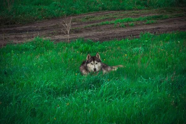 夏天西伯利亚哈士奇犬在乡间散步 — 图库照片