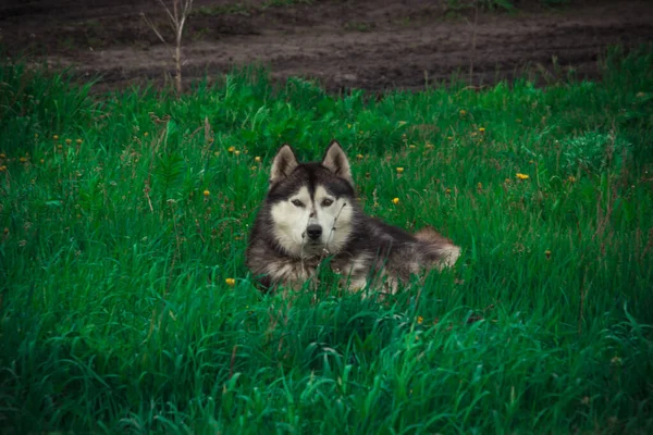 Perros Husky Siberianos Paseo Por Campo Verano — Foto de Stock