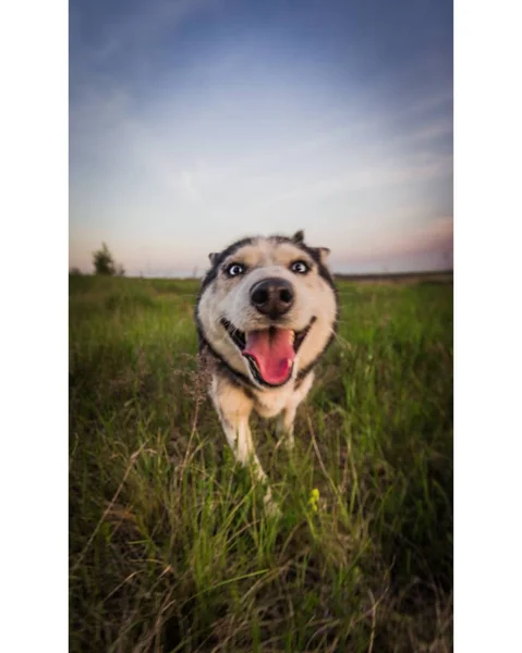 Cães Husky Siberianos Passeio Campo Verão — Fotografia de Stock