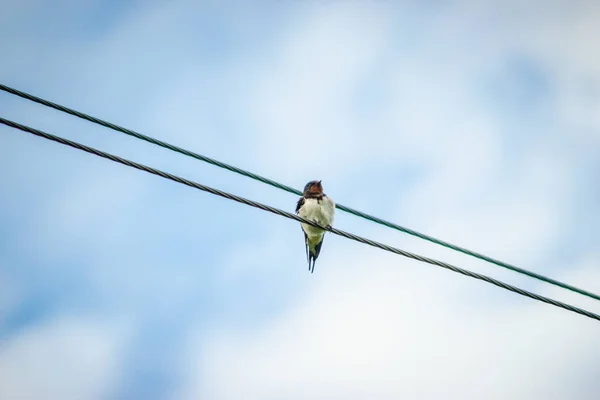 Una Golondrina Sienta Sobre Fondo Cielo Azul Sobre Cables — Foto de Stock