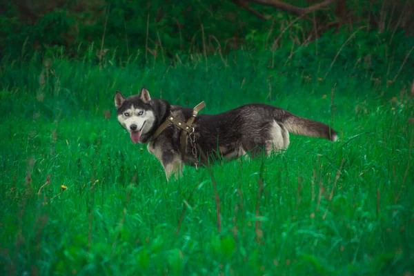 Perros Husky Siberianos Paseo Por Campo Verano — Foto de Stock