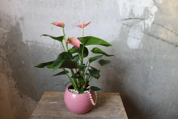 A pink indoor flower with large green leaves in a pink pot with a string of white pearls on an old wooden table against a gray concrete wall. Anthurium pink- \