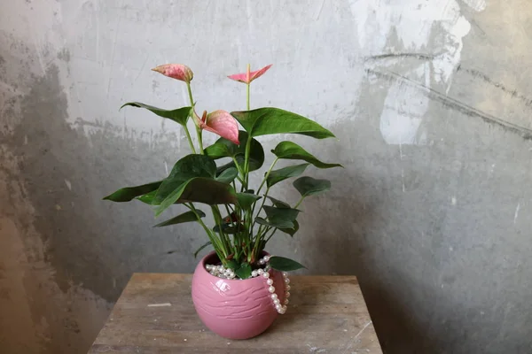 Pink Indoor Flower Large Green Leaves Pink Pot String White ストックフォト
