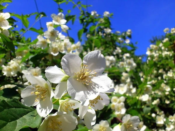 Jasmine Kwiat Bliska Dole Zdjęcie Tle Błękitne Niebo Rozmyte Kwiaty — Zdjęcie stockowe