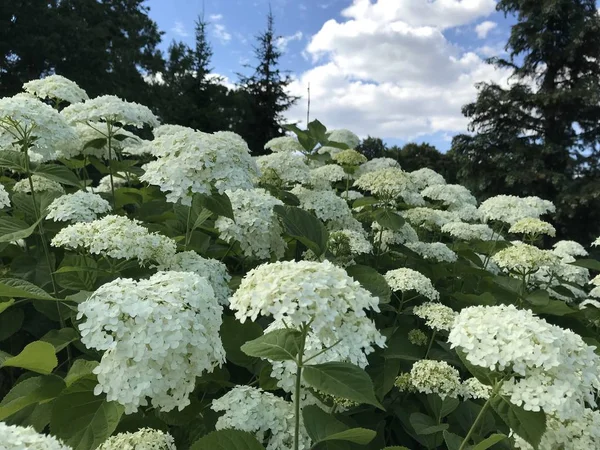 Ortensia Bianca Bush Sullo Sfondo Della Foresta Blu Con Nuvole — Foto Stock