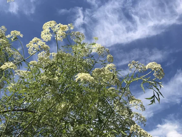Kwitnące Białe Kwiaty Roślin Tle Niebieskiego Białego Nieba Spójrz Dołu — Zdjęcie stockowe