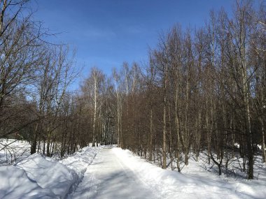 Kar yığınlarının arasından geçen yol, ağaçların arasından parkın derinliklerine, parlak mavi gökyüzüne çıkar. Ormanda kış güneşli bir gün. Fotoğraf cep telefonundan..