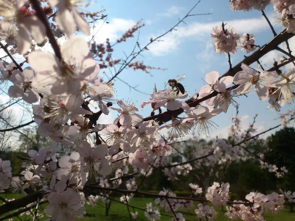 Biet Samlar Nektar Från Den Blommande Blekrosa Sakura Den Avgående — Stockfoto