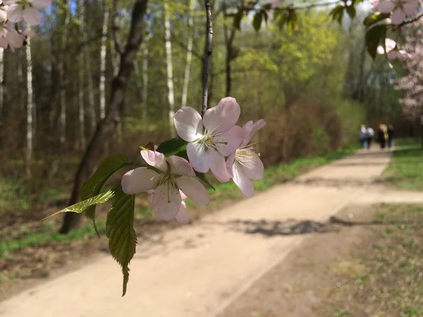 Három Kis Rózsaszín Cseresznyevirág Ágon Háttal Azoknak Akik Távolban Sétálnak — Stock Fotó
