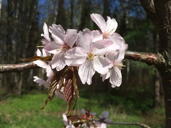 Grupa Owych Sakura Kwiaty Dorastaj Pniu Grubej Êzi Słoneczny Dzień — Zdjęcie stockowe