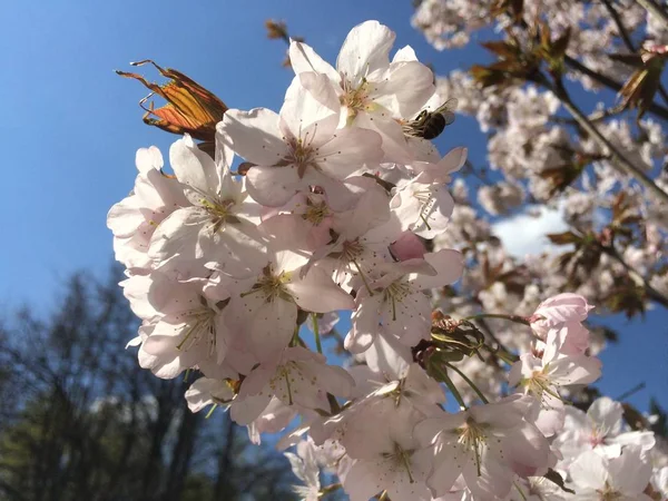 Frodig Gren Körsbär Blommar Bakgrunden Klarblå Våren Himlen Och Topparna — Stockfoto