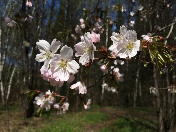 Vacker Gren Körsbär Blommar Bakgrunden Mörk Vårskog Körsbärsblommor Symboliserar Livets — Stockfoto