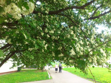 Yeşil çimlerin ve asfalt yolun arka planında çiçek açan yeşil ağaçlar iki yaşlı insanın siluetlerini görebilirsiniz. Doğal akşam ışığında cep telefonu fotoğrafı. 2015 Rusya.