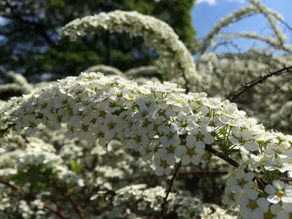 Kezdete Egy Hosszú Ága Spirea Nyúlik Távolba Kis Fehér Virágok — Stock Fotó