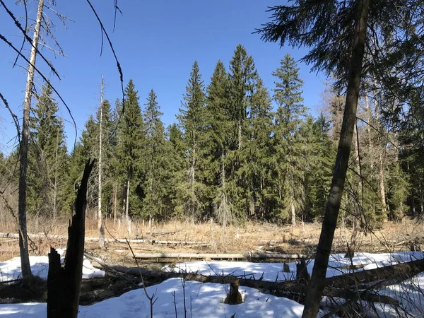 Frühlingstag Tannenwald Inseln Aus Weißem Geschmolzenem Schnee Führen Hohen Alten — Stockfoto