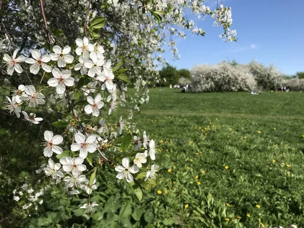 Virágzó Cseresznye Háttérben Zöld Kert Sziluettjei Nyugvó Emberek Mobil Fotó — Stock Fotó