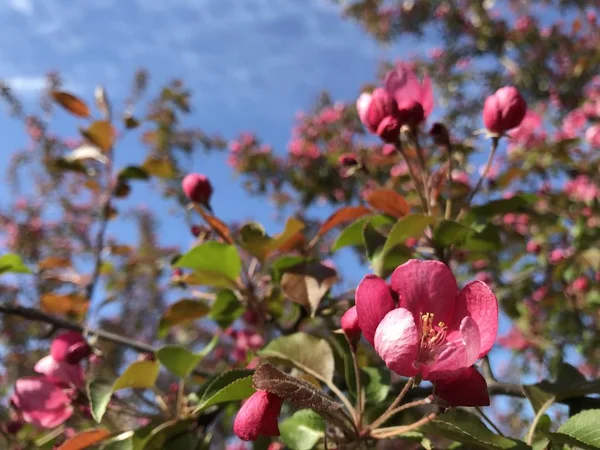 Różowy Kwiat Kwitnący Jabłoń Tle Innych Kwiatów Błękitne Niebo Zdjęcie — Zdjęcie stockowe