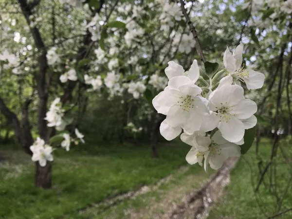 開花庭に入る車輪のトラックの上の枝の上にいくつかのアップルの花 2018年5月のロシアの日没時の携帯電話からの日没の写真 — ストック写真