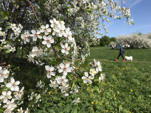 遠くを歩いている人や動物の背景にある庭の桜 2018年5月のモスクワの晴れた日の携帯電話からの写真 — ストック写真