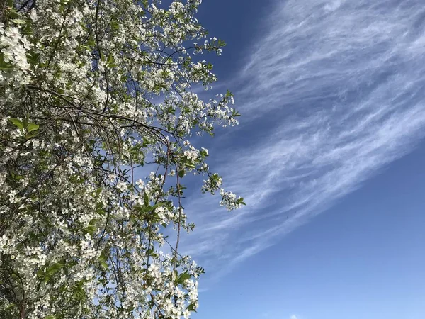 Textuur Met Vliegende Takken Van Kersenblauw Met Witte Wolken Diagonaal — Stockfoto