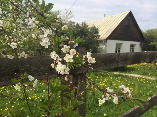 Blommande Körsbär Gren Bakgrunden Gammal Trästaket Gröna Och Gula Ängar — Stockfoto