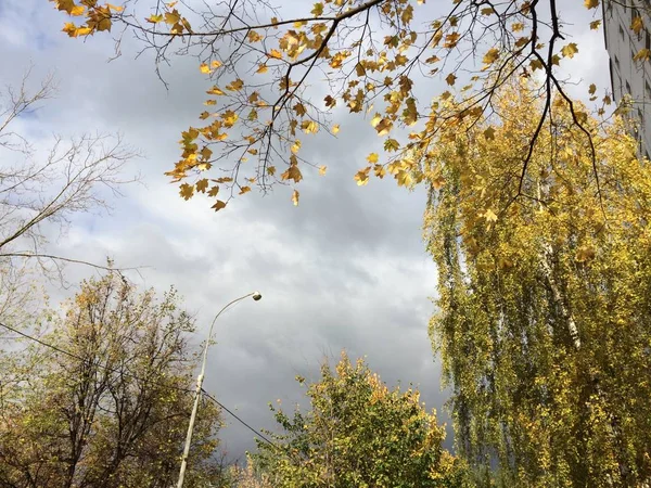 나무의 가지들 빛줄기 폭풍치는 하늘을 배경으로 바람에 살랑살랑 거린다 사진은 — 스톡 사진