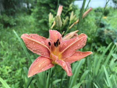 Yeşil çimlerin üzerinde yağmur damlaları olan portakal bahçesi zambağı çiçeği. Yağmurdan sonra gün ışığında cep telefonundan yakın plan fotoğraf..