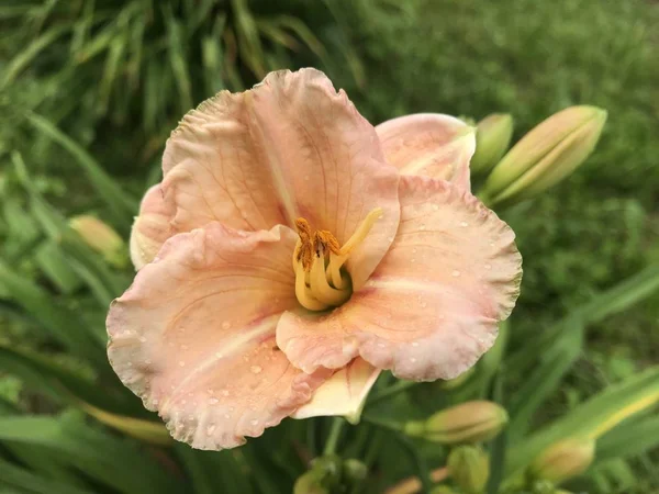 Garden Lily peach color with rounded petals with raindrops on a background of buds and green grass. Close-up photo from a mobile phone in natural light on a cloudy day.