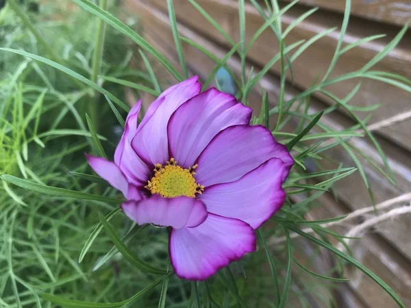 Lilás Com Cosmea Flor Média Amarela Acenando Vento Grama Verde — Fotografia de Stock