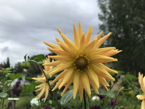 Amarelo Agulha Como Dahlia Fundo Grama Verde Cinza Céu Tempestuoso — Fotografia de Stock