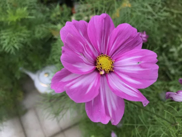 Rosa Com Amarelo Cosmea Flor Meio Fundo Grama Verde Bule — Fotografia de Stock