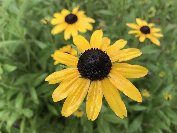 Amarelo Molhado Com Uma Flor Média Preta Rudbeckia Fundo Grama — Fotografia de Stock