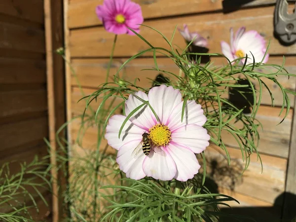 Uma Grande Abelha Listrada Senta Centro Amarelo Uma Flor Cosmea — Fotografia de Stock