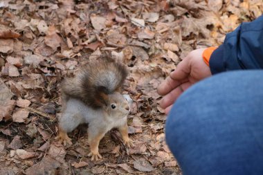 Çalı kuyruklu gri bir sincap düşmüş yaprakların üzerinde duruyor ve uzanmış adamın eline bakıyor.. 