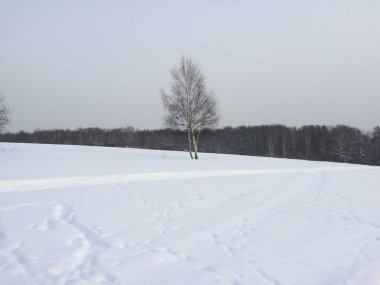 Kara orman ve gri gökyüzünün arka planında beyaz kar yığınları arasında iki ince huş ağacının olduğu kış manzarası. Hayvan izleri ve kayak izleri karda görülebilir. Fotoğraf kar yağmadan önce cep telefonundan.. 