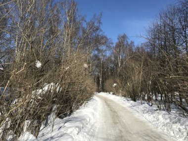 Ağaçların çıplak dalları, mavi gökyüzü arka planında kış yolu boyunca sola dönüyor. Fotoğraf, Moskova 2019 'da gün ışığında cep telefonundan..