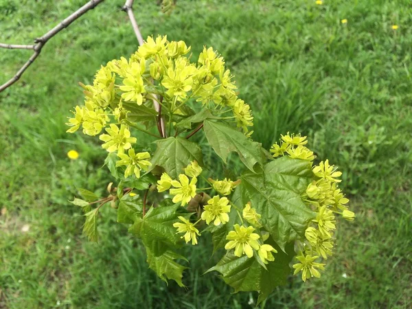 Kwitnące Małe Żółte Kwiaty Klon Gałąź Małych Zielonych Liści Różnej — Zdjęcie stockowe