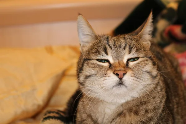 A satisfied cat. A view of a wet nose lying with the look of a striped domestic cat winner.