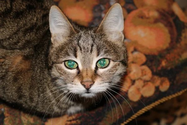 Μυστική Ματιά Ριγέ Καφέ Οικόσιτες Γάτες Σμαραγδένια Μάτια Φωτογραφία Flash — Φωτογραφία Αρχείου