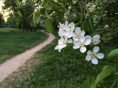 Bir patikanın arka planında çiçek açan bir ağacın dalında yeşil bir yaprak ve yeşil çimen. Doğal gün ışığında taşınabilir fotoğraf.