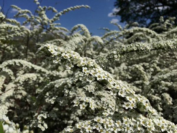 Ramo Fiorente Spirea Bianca Sullo Sfondo Altro Tale Cielo Azzurro — Foto Stock