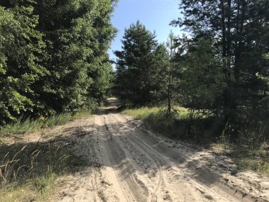 Ormandaki kumlu yolun manzarası. Doğal gün ışığında taşınabilir fotoğraf.
