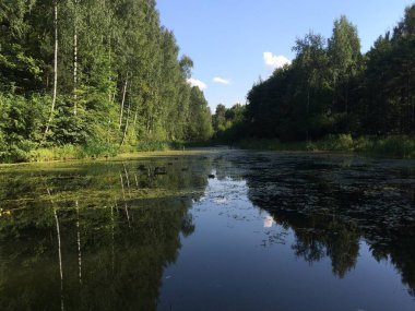 Orman nehri ile yaz manzarası. Doğal gün ışığında taşınabilir fotoğraf.
