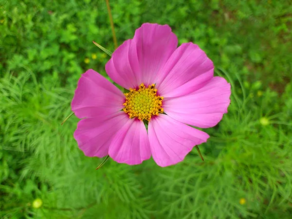 Розовый Желтым Средним Цветком Фоне Ярко Зеленой Травы Мобильные Фото — стоковое фото