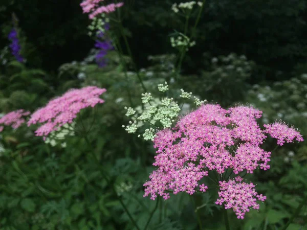 Uma Inflorescência Yarrow Rosa Brilhante Fundo Outras Flores Cor Rosa — Fotografia de Stock