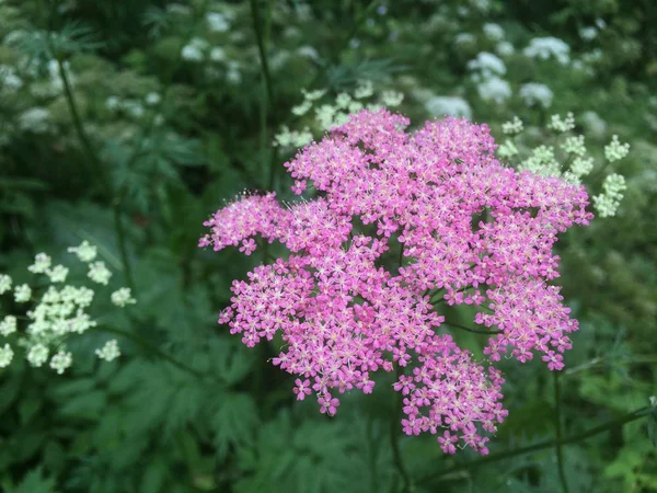 Inflorescência Rosa Yarrow Contexto Grama Branca Verde Foto Móvel Luz — Fotografia de Stock